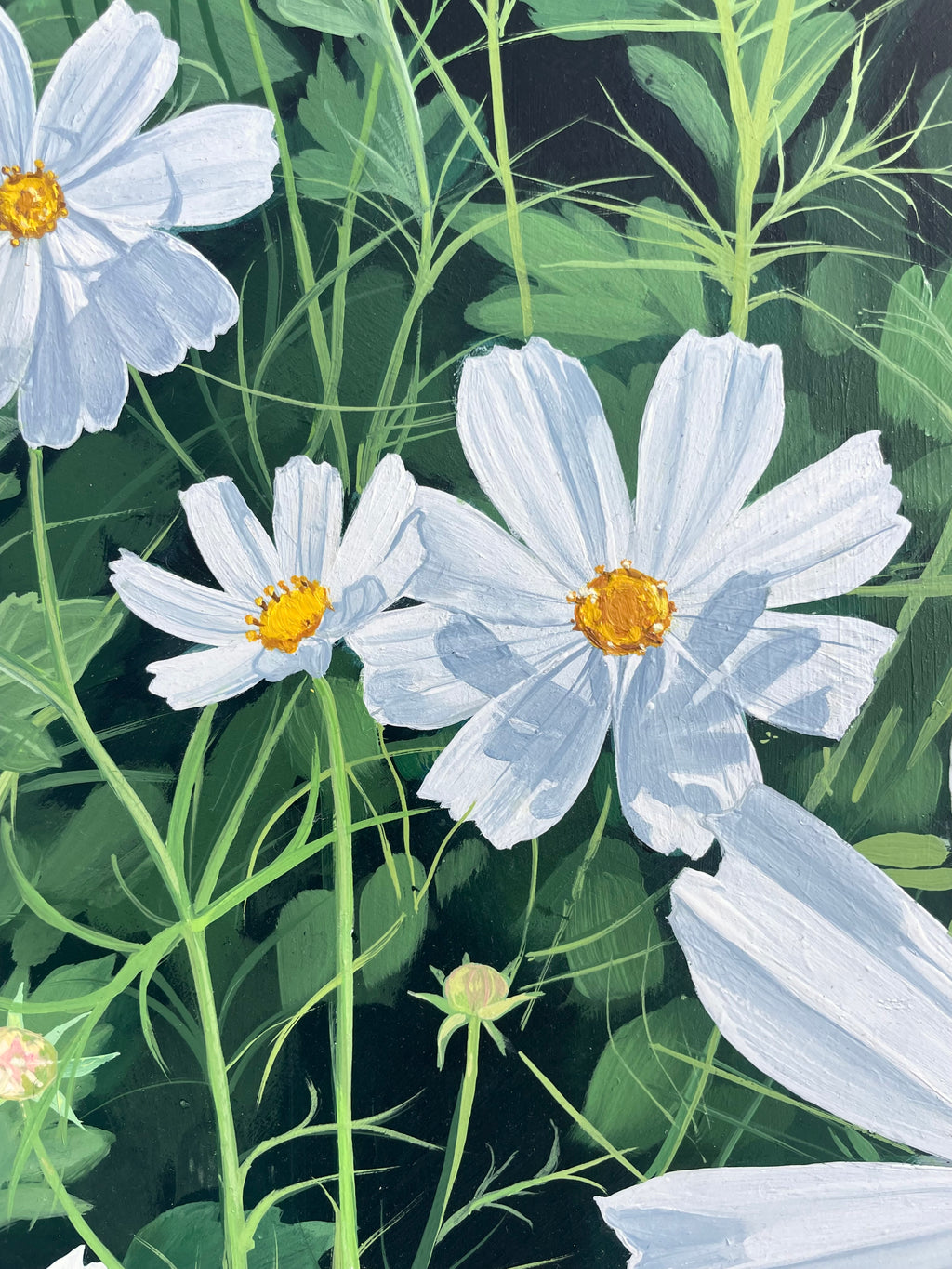 Garden Cosmos