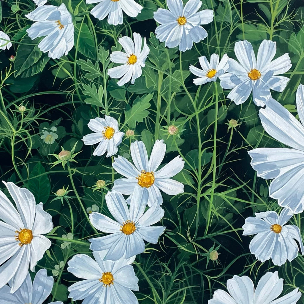 Garden Cosmos