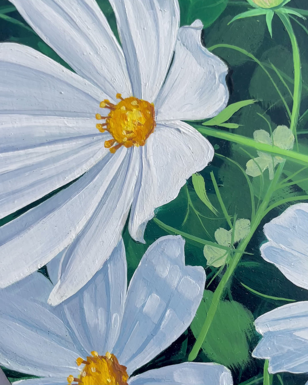 Garden Cosmos